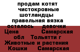 продам котят. чистокровные шотландцы , правельная вязка, осталось  3 девочки › Цена ­ 2 000 - Самарская обл., Тольятти г. Животные и растения » Кошки   . Самарская обл.